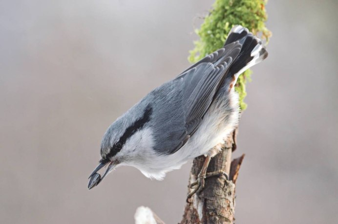 Птичка Дубонос