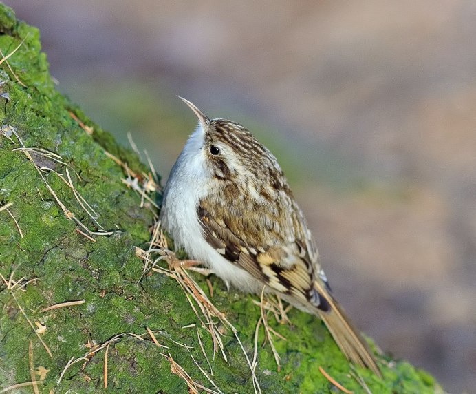 Обыкновенная Иволга