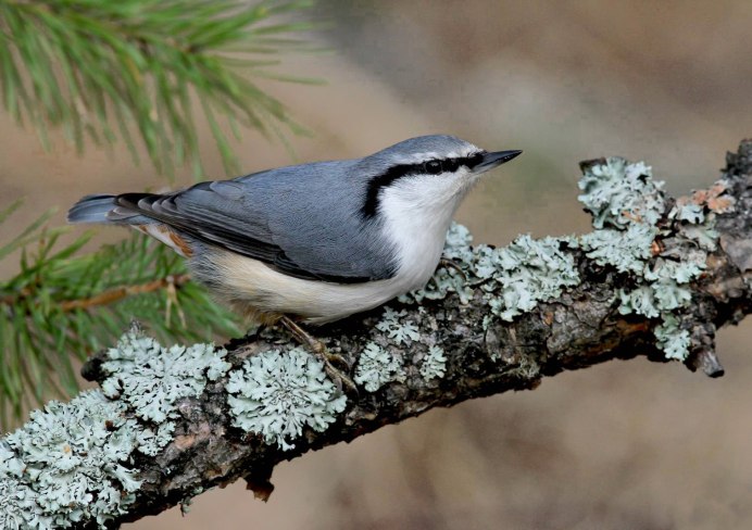 Иволга птица