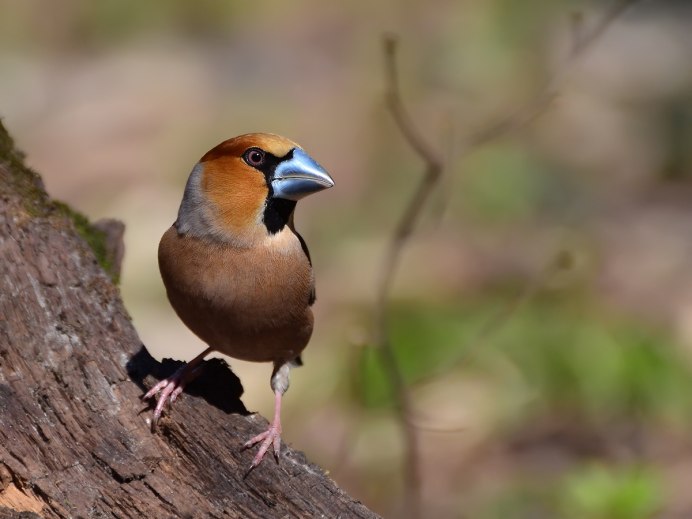 Дубонос coccothraustes coccothraustes