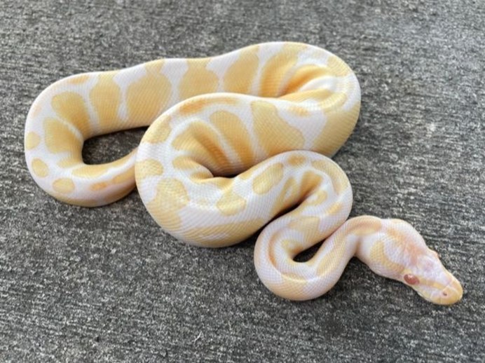 Snakes морф