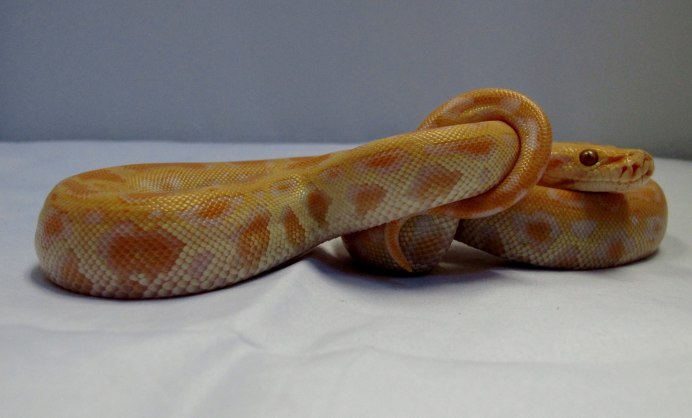 Faded Albino Королевский питон