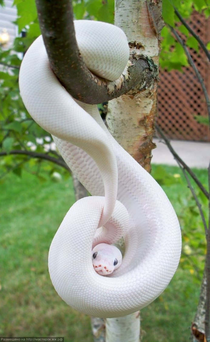 Питон Королевский Albino Spider