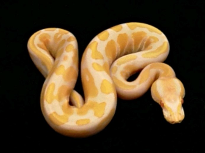 Albino head Королевский питон