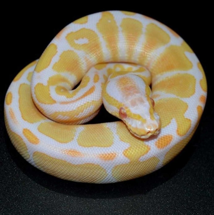 Hypo Green Albino питон