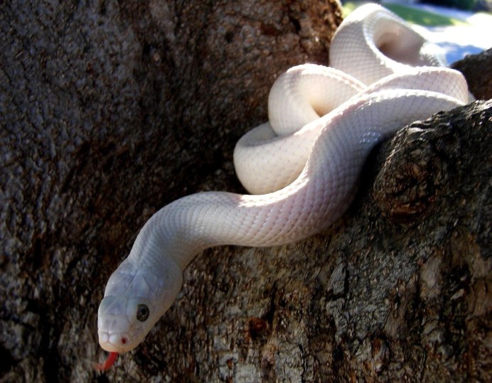 Albino Burmese Python