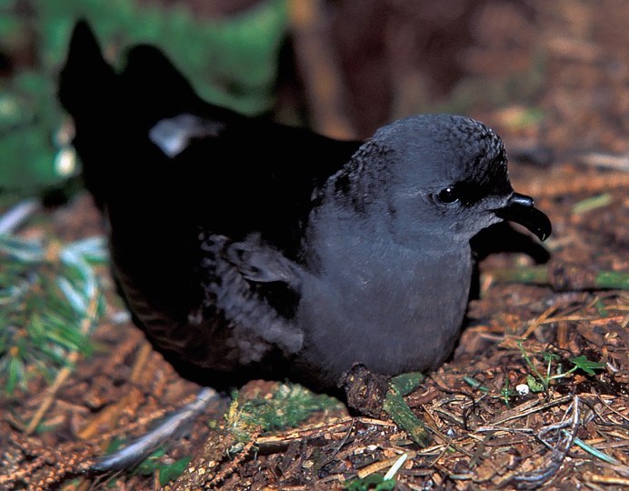 Прямохвостая качурка (Hydrobates pelagicus)