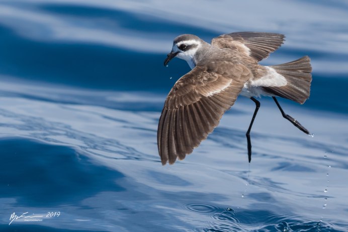 Малая качурка Oceanodroma monorhis