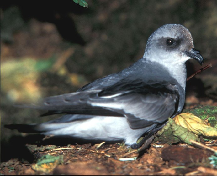 Leach's Storm Petrel