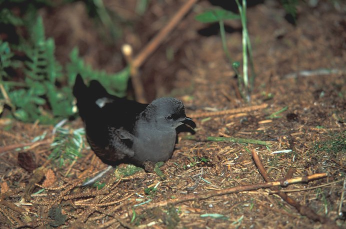 Stormy Petrel