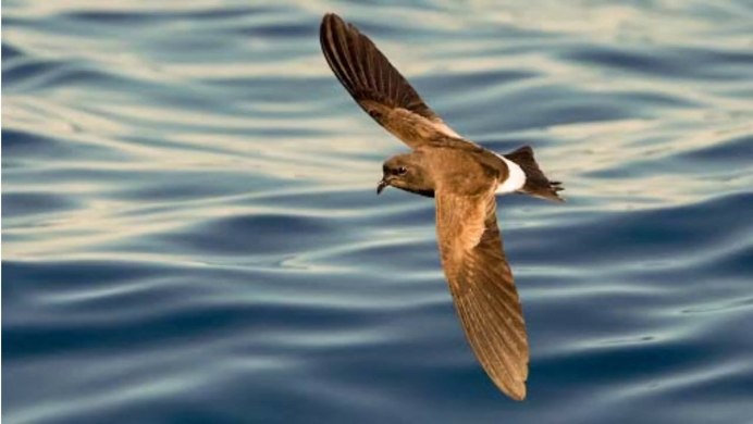 Малая качурка Oceanodroma monorhis