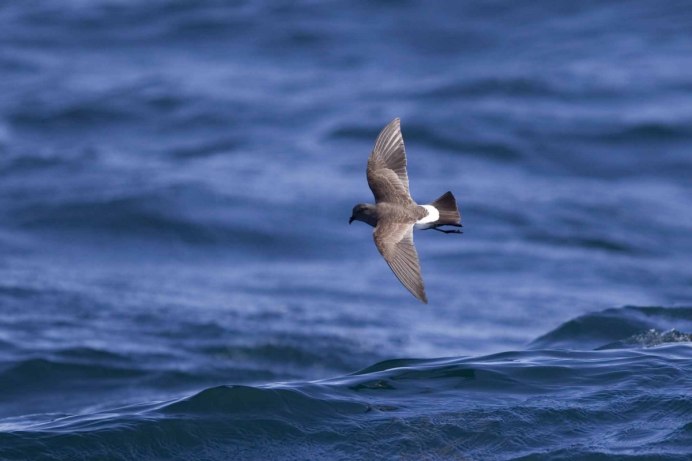 Puffinus tenuirostris