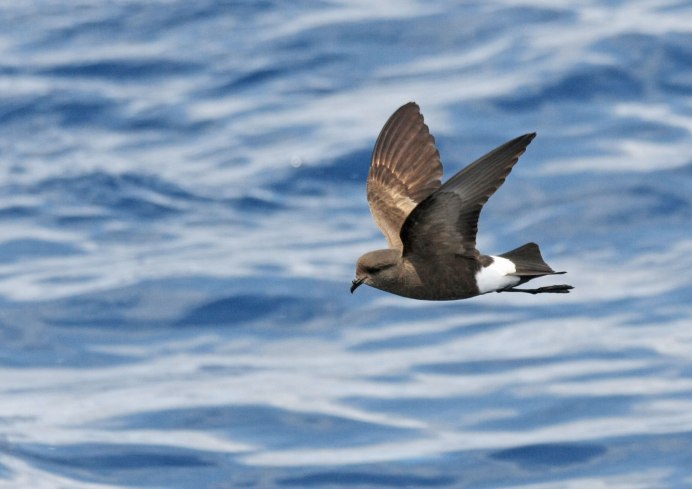 Tristram's Storm Petrel