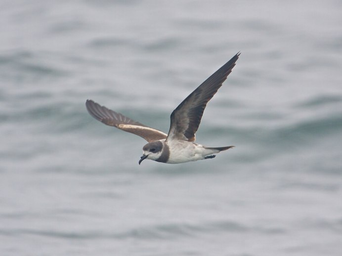 Wilson's Storm Petrel