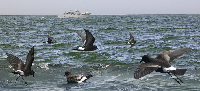 Малая качурка Oceanodroma monorhis