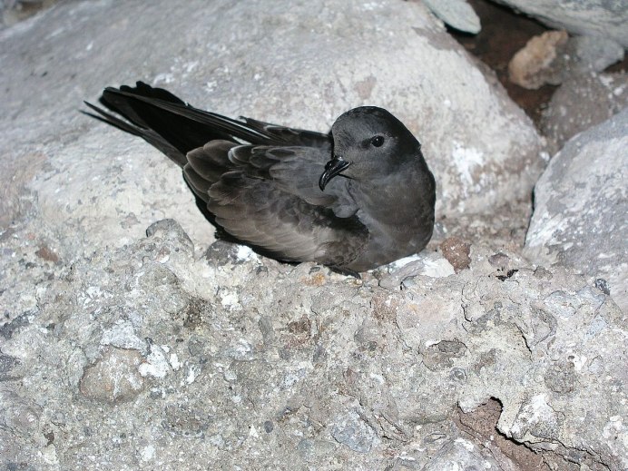 Stormy Petrel