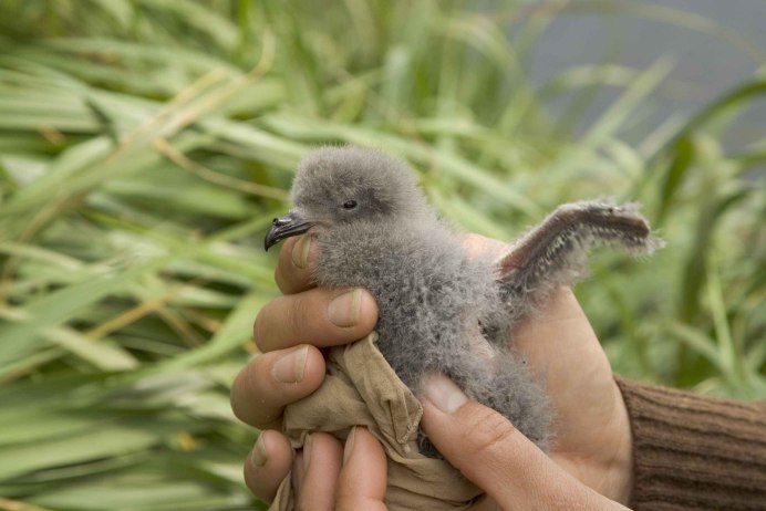 Вода Petrel