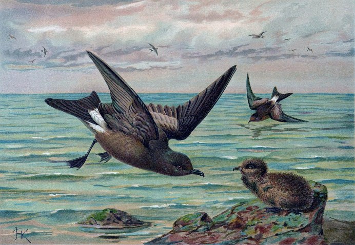 Northern Fulmar