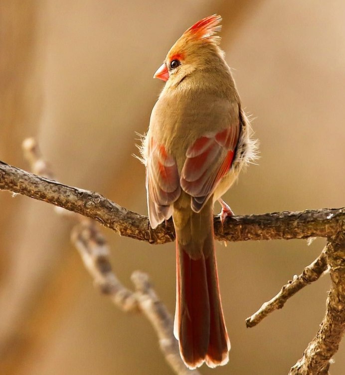 Горихвостка Коноплянка
