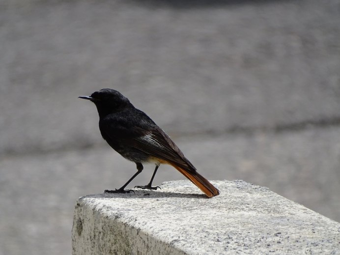 Обыкновенная горихвостка лысушка