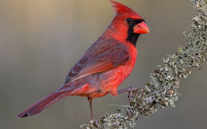 Обыкновенная горихвостка
