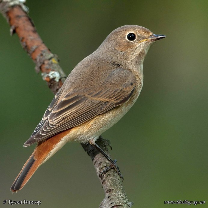 Северный Кардинал птица