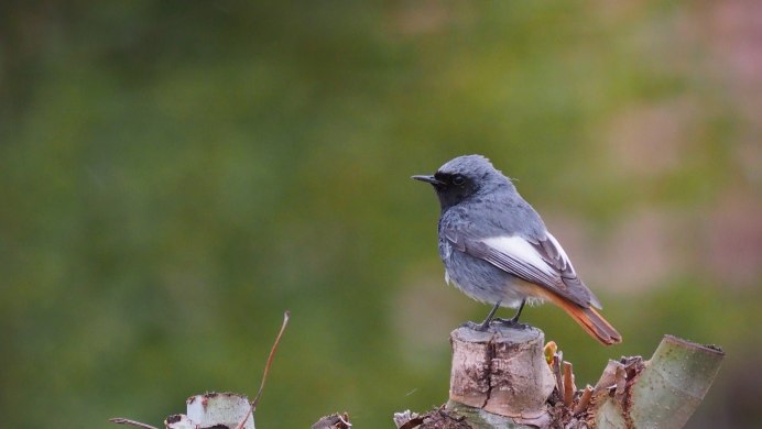 Обыкновенная горихвостка (Phoenicurus Phoenicurus)