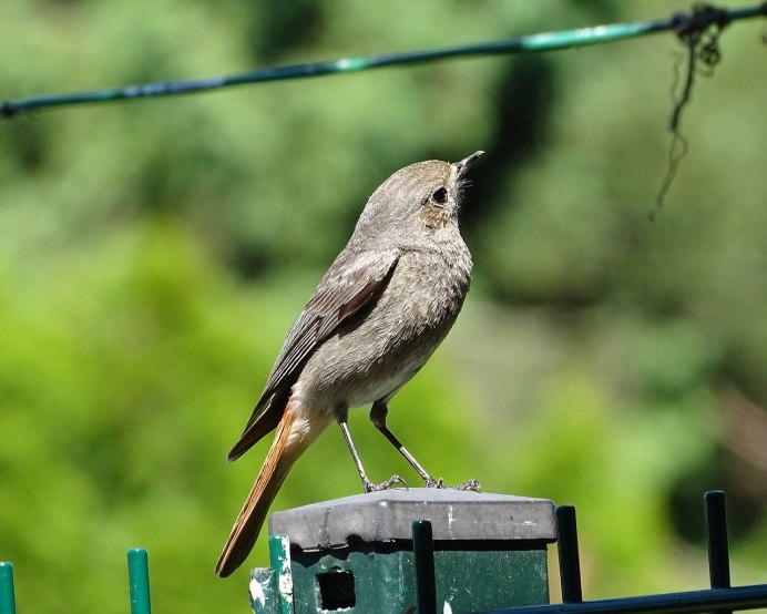 Горихвостка-Чернушка птица