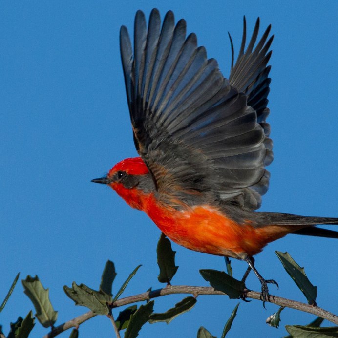 Птица с красными перьями