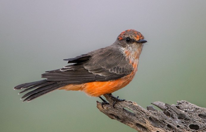 Обыкновенная горихвостка лысушка