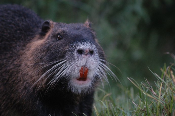 Myocastor coypus нутрия