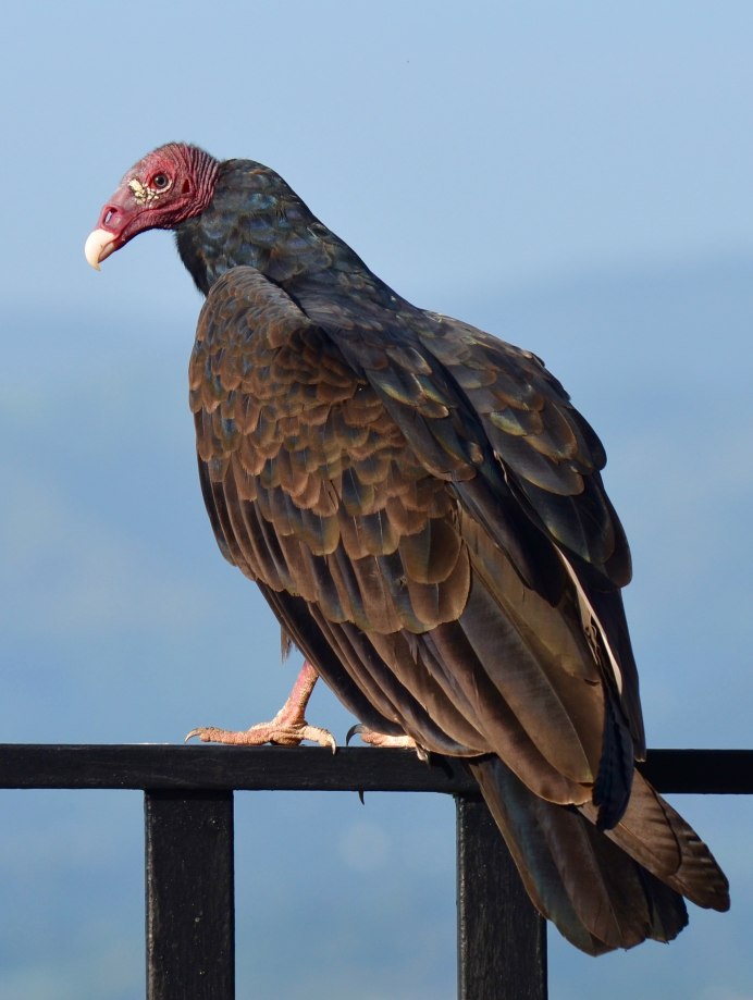 Dove Pigeon