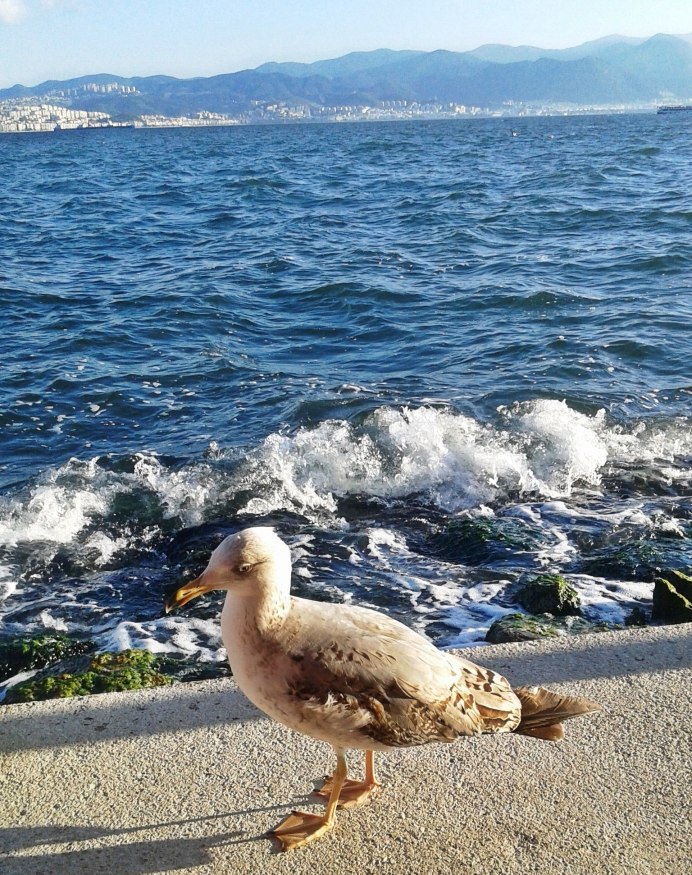 Turkey птица