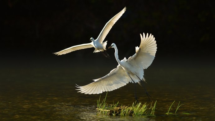 Heron Аист