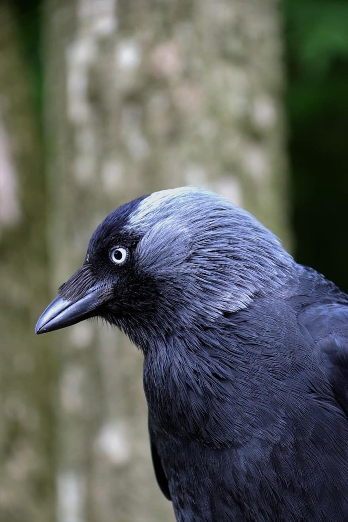 Галка меланист