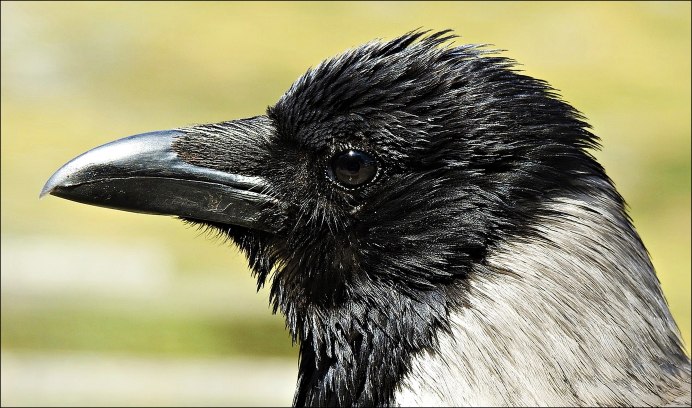 Дальневосточная большеклювая ворона