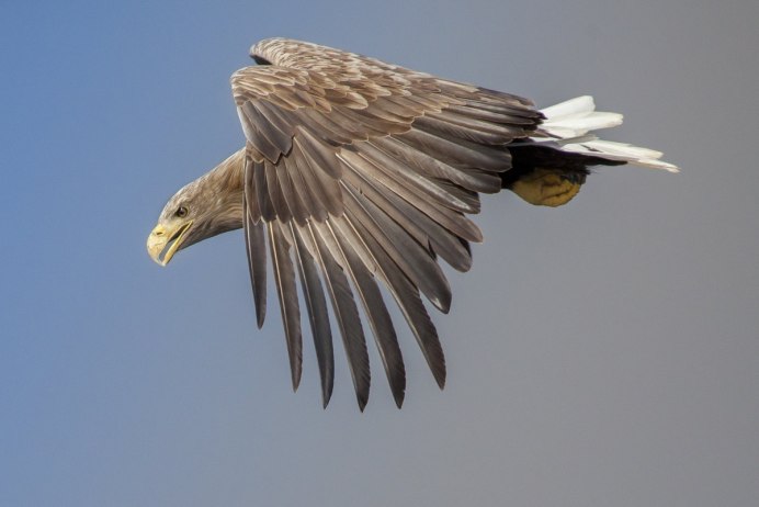 Сокол Шахин