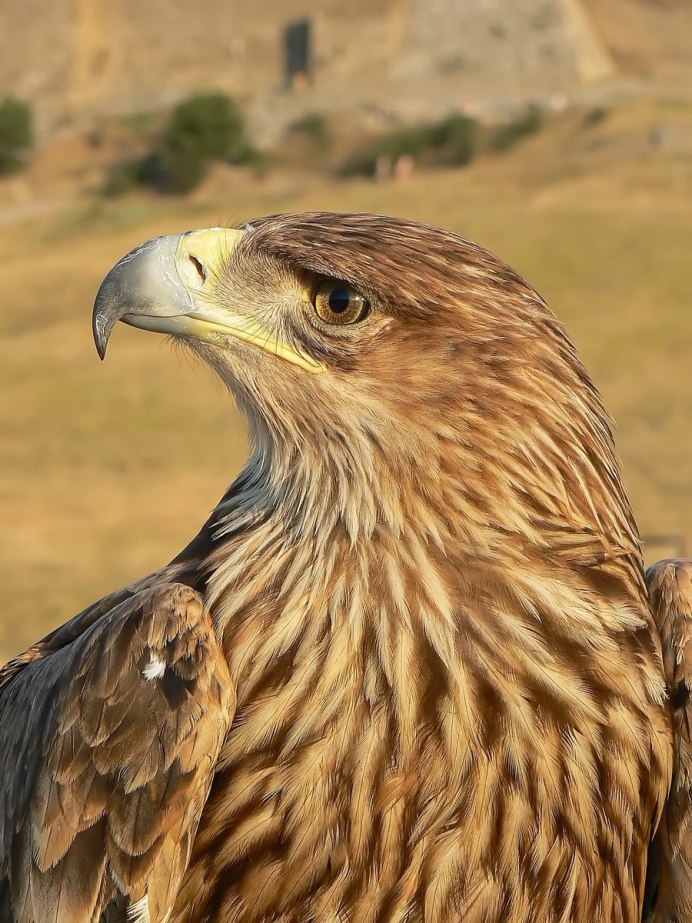 Степной Орел курганник