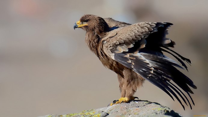 Степной ястреб в Крыму