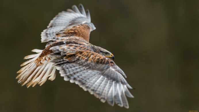 Хищные птицы Индии