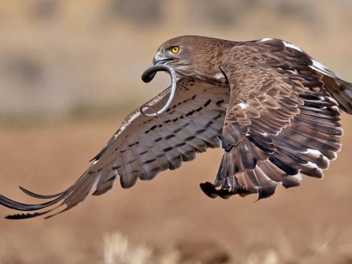 Орлан белохвост Байкальский