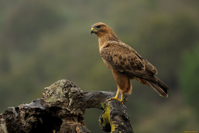 Лунь канюк тетеревятник