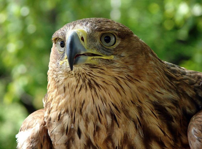 Лапландский заповедник Беркут