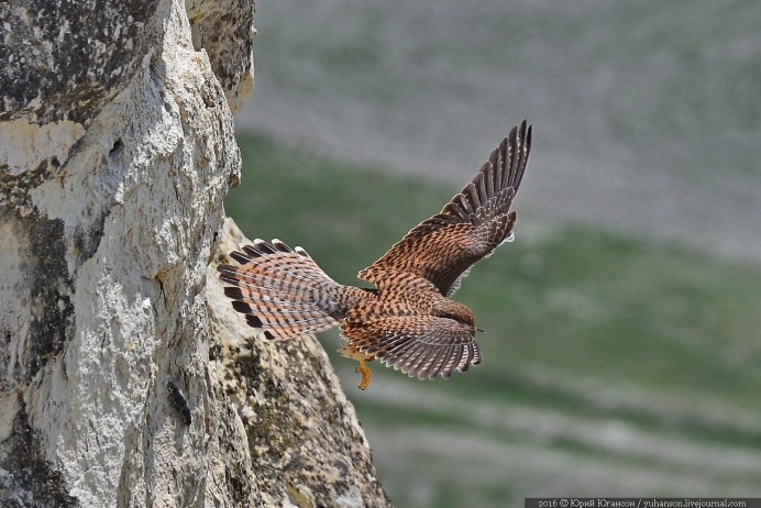 Атласские ястреб