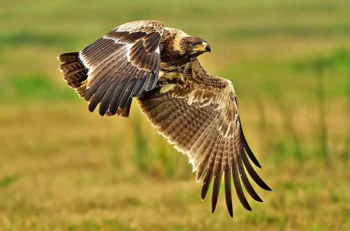 Балобан Falco cherrug