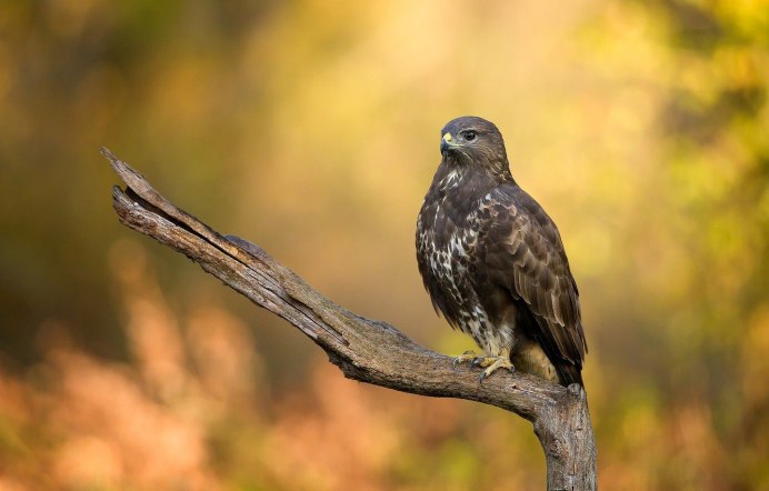Хищные птицы Адыгеи