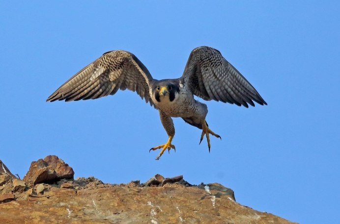 Хищные птицы в Ялуторовском районе