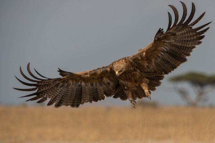 Ястреб пустельга Сокол пустельга