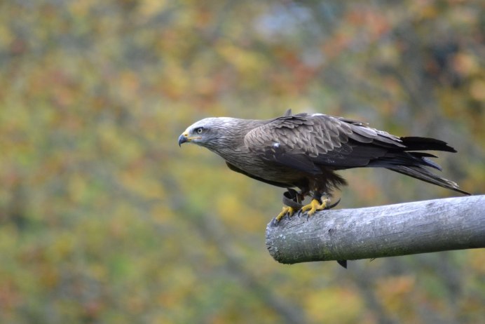 Лунь Филин Сова Сыч