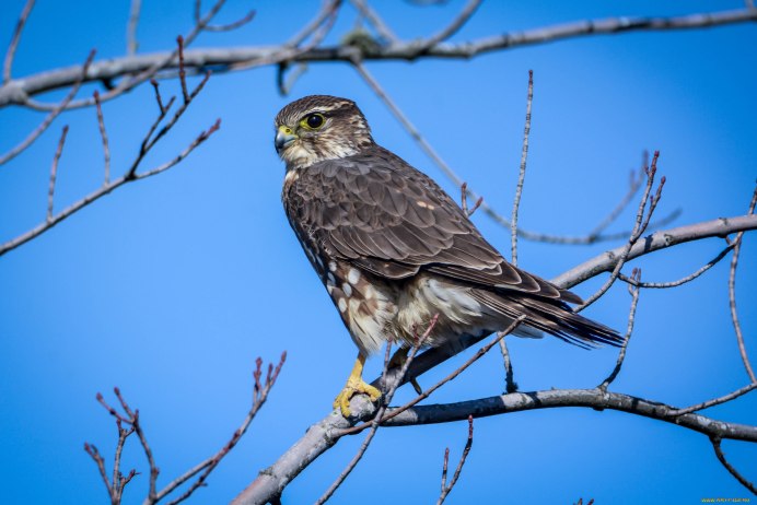 Белоголовый СИП И черный гриф